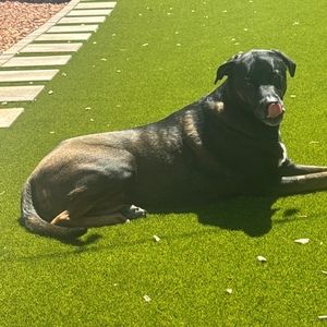 Meet your Posher, Damon